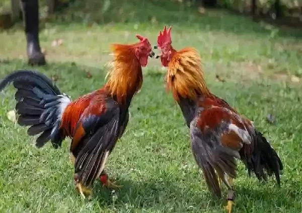 WS168: Platform Game Online Terfavorit di Tahun Ini